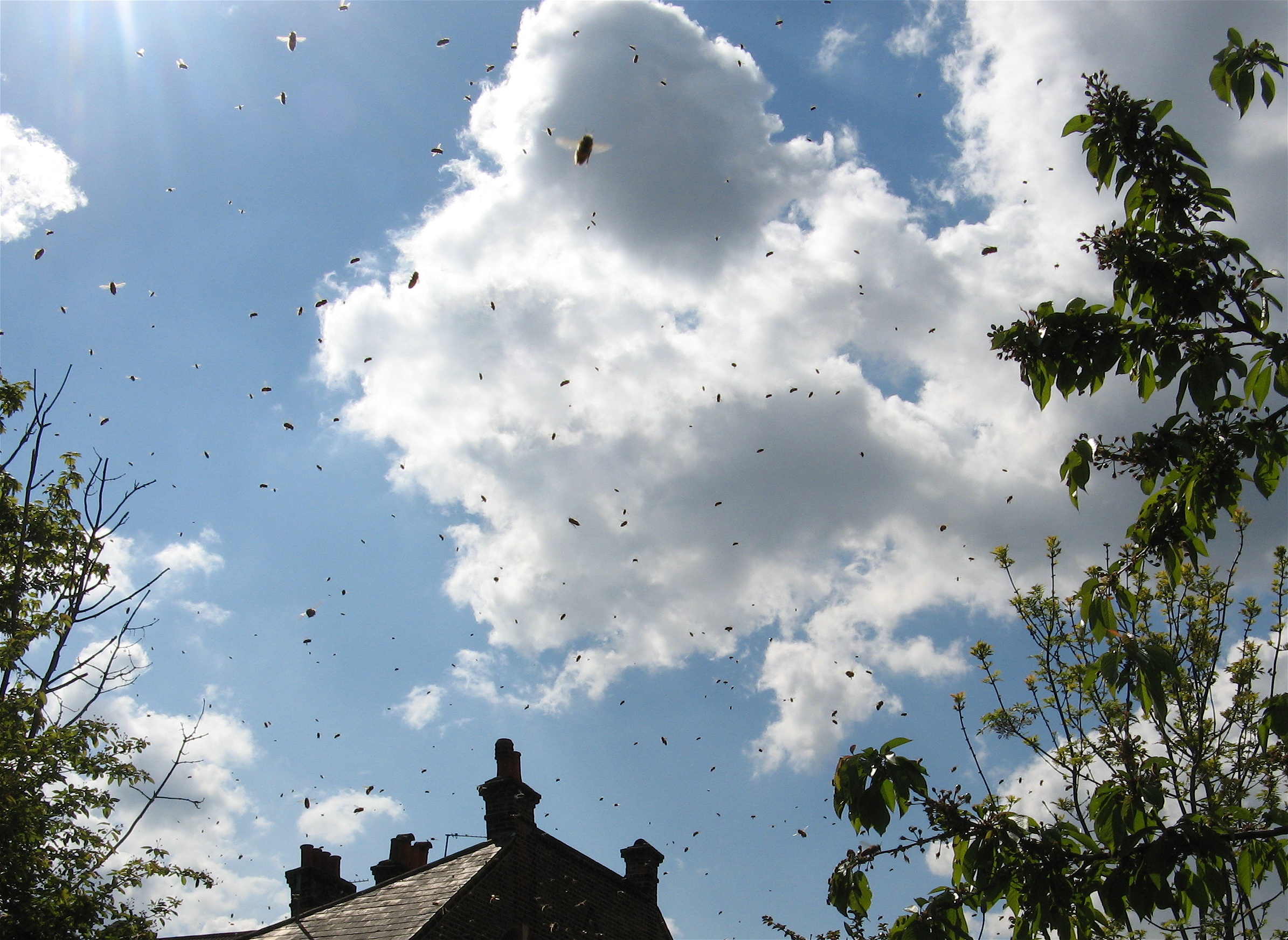 Bee swarm over the garden - the buzz was deafening