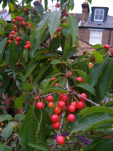 The cherry tree - a very good year