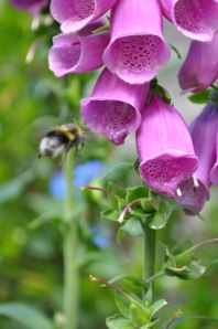 Bumble bee in foxgloves