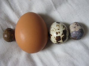 Quail and hen's eggs - in a surprising range of sizes