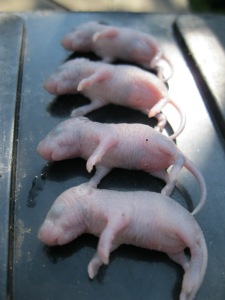 Four drowned mice 