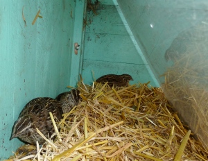 quail snug behind perspex