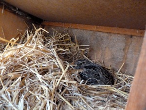 Cold quail (two, actually) resorting reluctantly to hutch
