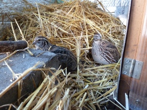 quail in straw