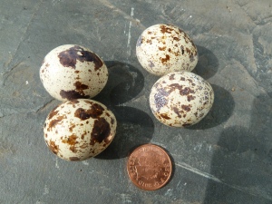 quail eggs and penny