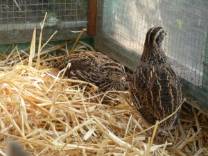 Quail - not laying any eggs